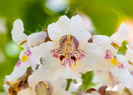 Macro photo of backlit Catalpa bignonioides flowers, also known as southern catalpa, cigartree, and Indian-bean-tree.の写真素材