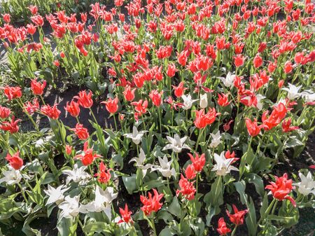 Red and white tulips flowers under the soft spring sun in Kiev, Ukraineの写真素材