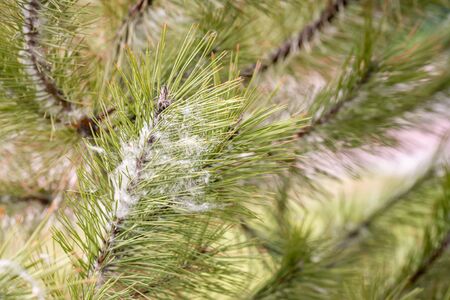Poplar seeds trapped in pine needles at the start of springの写真素材