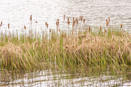 Detail of  dry Typha Latifolia reed flowers close to the Dnieper river, in Kiev, Ukraine, at the beginning of springの写真素材