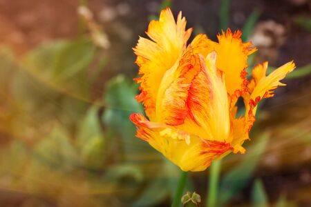 Close up of a yellow, orange and red fringed tulip, tulipa crispa, in the garden.の写真素材
