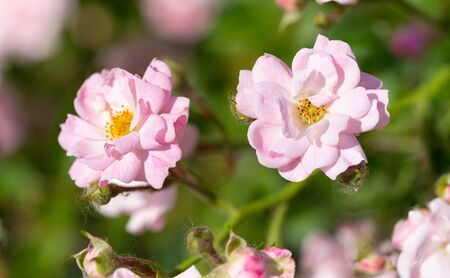 Pink Polyantha Shrub Rose also known as The Fairy rose in a garden, under the hot spring sunの写真素材