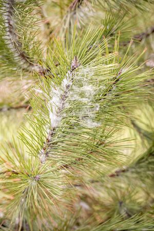 Poplar seeds trapped in pine needles at the start of springの写真素材