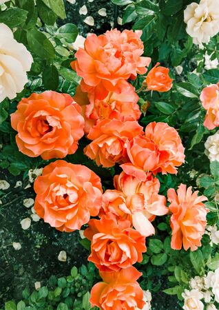 Orange roses in a garden, under the soft spring sunの写真素材