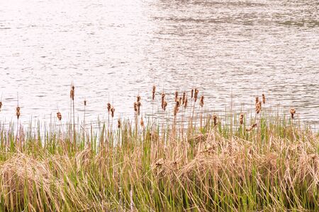 Detail of  dry Typha Latifolia reed flowers close to the Dnieper river, in Kiev, Ukraine, at the beginning of springの写真素材