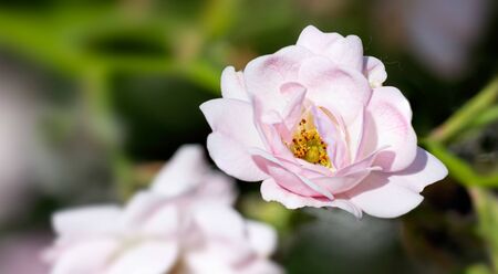 Pink Polyantha Shrub Rose also known as The Fairy rose in a garden, under the hot spring sunの写真素材