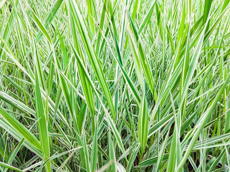 Green and white Phalaris arundinacea leaves, also known as reed canary grass and gardener's garters, growing in a park at the beginning of spring, in Kiev, Ukraineの写真素材