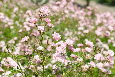Pink Polyantha Shrub Roses also known as The Fairy roses in a garden, under the hot spring sunの写真素材