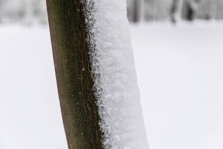 Detail of the snow on a tree trunk, with trees appearing unfocused in the background and snowflakes softly  falling on the ground. Space for textの写真素材