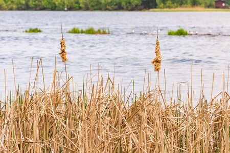Detail of  dry Typha Latifolia reed flowers close to the Dnieper river, in Kiev, Ukraine, at the beginning of springの写真素材
