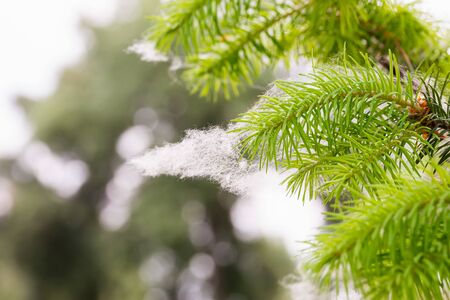 Poplar seeds trapped in pine needlesの写真素材