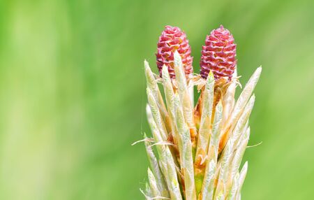 Pinus Silvestris, pine tree, red female flower under the warm sun during the spring season. (Focus stacking)の写真素材