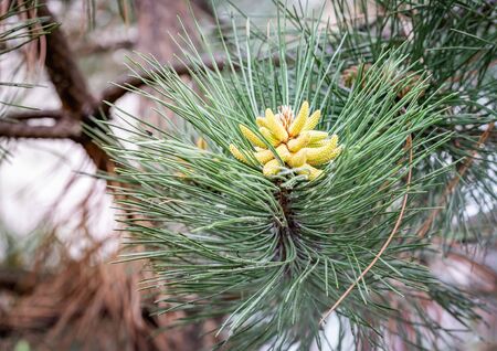 Pinus Silvestris, pine tree, male flower under the warm sun during the spring season. (Selective...