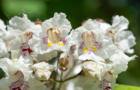 Catalpa bignonioides flowers, also known as southern catalpa, cigartree, and Indian-bean-tree.の写真素材