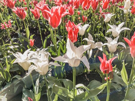 Red and white tulips flowers under the soft spring sun in Kiev, Ukraineの写真素材