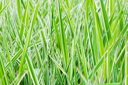 Green and white Phalaris arundinacea leaves, also known as reed canary grass and gardener's garters, growing in a park at the beginning of spring, in Kiev, Ukraineの写真素材