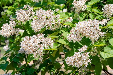 Catalpa bignonioides tree with flowers, also known as southern catalpa, cigartree, and Indian-bean-tree.の写真素材