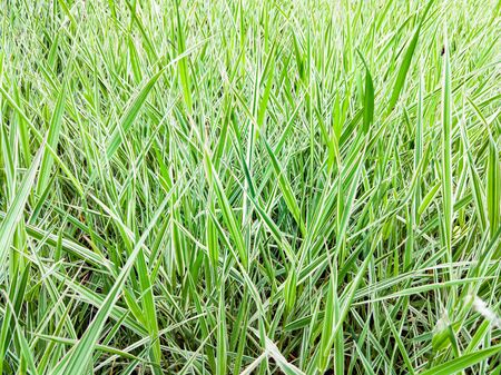 Green and white Phalaris arundinacea leaves, also known as reed canary grass and gardener's garters, growing in a park at the beginning of spring, in Kiev, Ukraineの写真素材