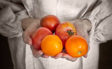 A peasant woman, a farmer, holds five red and juicy tomatoes in her hands. She just picked the fruit in the vegetable garden.の写真素材