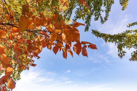 Orange common hornbeam (Carpinus betulus) leaves close to the Dnieper river in Kiev, Ukraine, at the beginning of autumn, with a soft blue cloudy skyの写真素材