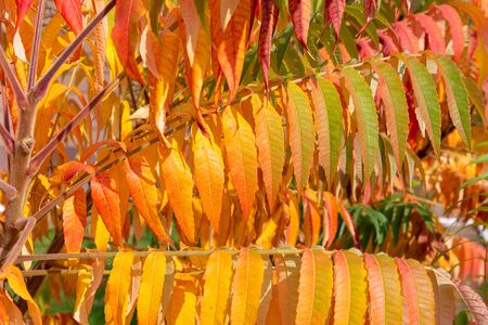 Magnificent Rhus typhina, or staghorn sumac, leaves colored of green and orange in autumn. Close up nice to be used as backgroundの写真素材