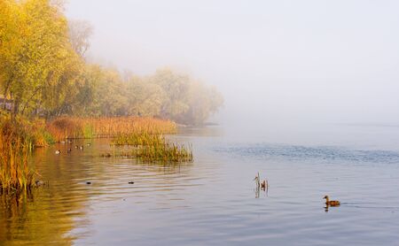 Autumn mist on the Dnieper river, in the morning, in Kiev, Ukraine. Reeds and trees emerge from the fog, Mallard ducks are swimming on the calm waterの写真素材