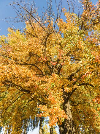 Detail of the foliage of a huge pear tree in autumn, with green, orange and gold leavesの写真素材