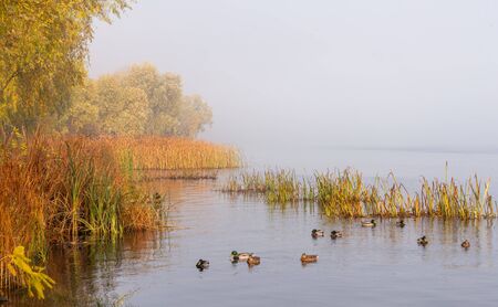 Autumn mist on the Dnieper river, in the morning, in Kiev, Ukraine. Reeds and trees emerge from the fog, Mallard ducks are swimming on the calm waterの写真素材