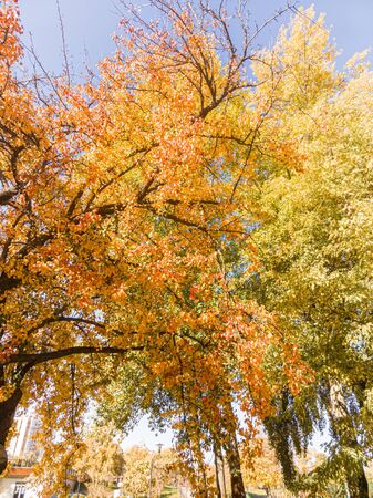 Detail of the foliage of a huge pear tree in autumn, with green, orange and gold leavesの写真素材