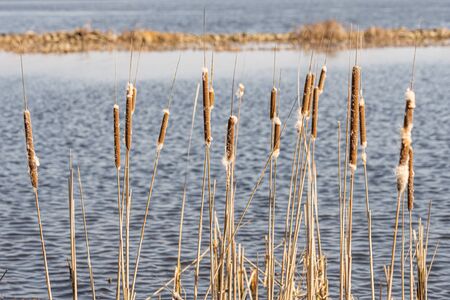 Detail of  dry Typha Latifolia reed flowers close to the Dnieper river, in Kiev, Ukraine, at the beginning of springの写真素材