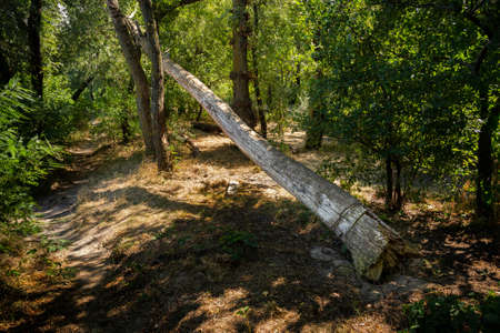 Trunk of a poplar tree broken by the wind, in the forest during a sunny summer dayの写真素材