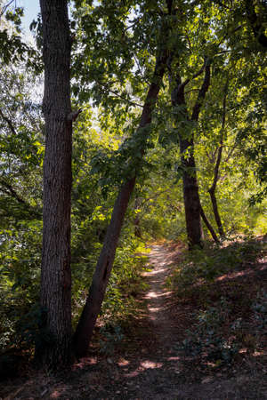 Forest in summer. A path between maple, oak, willow and poplar trees during a sunny dayの写真素材