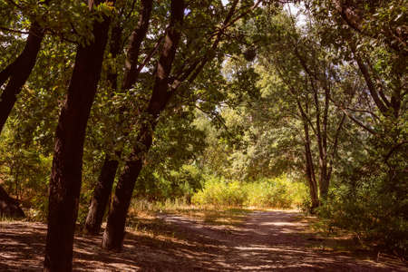 Forest in summer. A path between maple, oak, willow and poplar trees during a sunny dayの写真素材