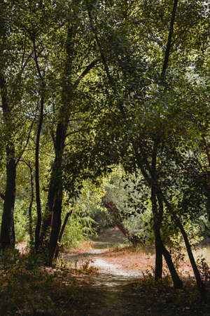 Forest in summer. A path between maple, oak, willow and poplar trees during a sunny dayの写真素材