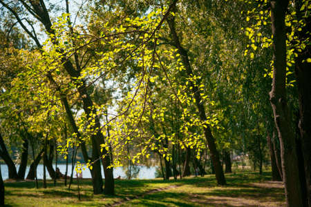 Poplar leaves in backlight, near the Dnieper River in Kiev, Ukraine, on a sunny late summer dayの写真素材