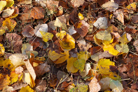 Colorful autumn leaves carpet under the soft october sunの写真素材