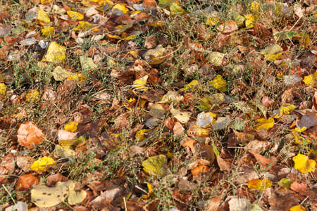 Colorful autumn leaves carpet under the soft october sunの写真素材
