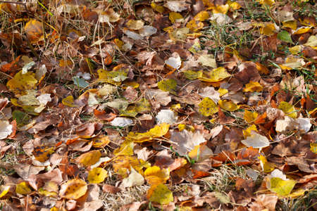 Colorful autumn leaves carpet under the soft october sunの写真素材
