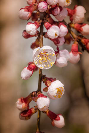 Macro of red and white apricot flowers and buds, on a branch, in spring under the sunの写真素材