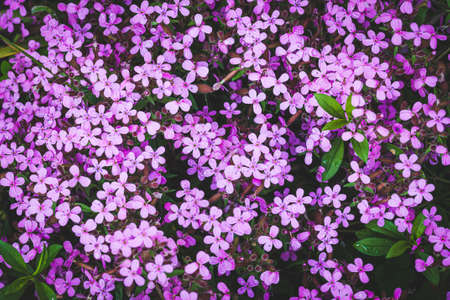 Nice pink Gypsophila pad in the shadowの写真素材