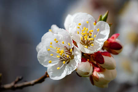 Macro of red and white apricot flowers and buds, on a branch, in spring under the sunの写真素材