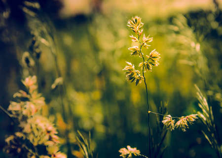 Gramineae herbs moved by the wind in a meadow  under the warm spring sun