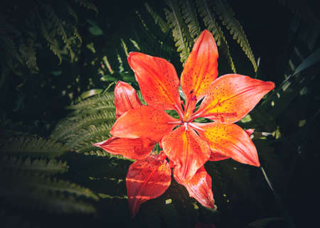 Orange and red Liliums with green ferns under the warm spring sunの写真素材