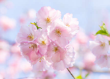 Nice pink Cherry Blossom flowers (Sakura) under the warm spring sunの写真素材