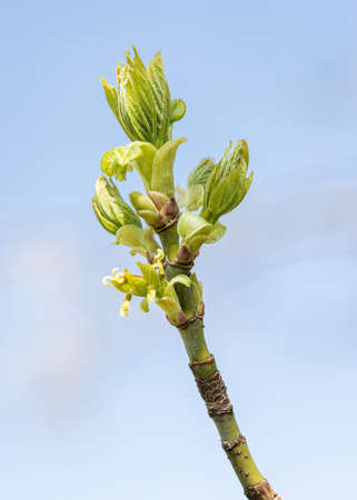 Acer Negundo or  boxelder maple, Young green leaves under the spring sunの写真素材
