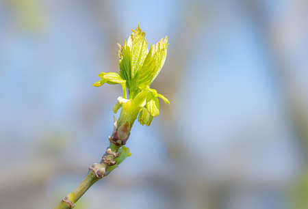 Acer Negundo or  boxelder maple, Young green leaves under the spring sun
