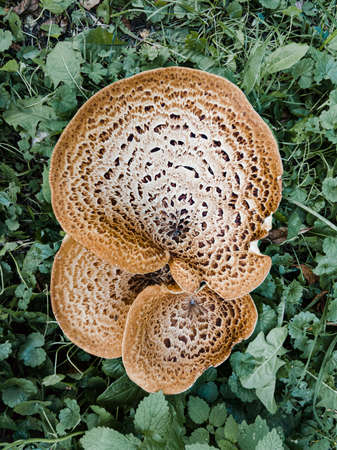 A Cerioporus squamosus mushroom, also known as dryad's saddle and pheasant's back mushroom is growing in the meadowの写真素材