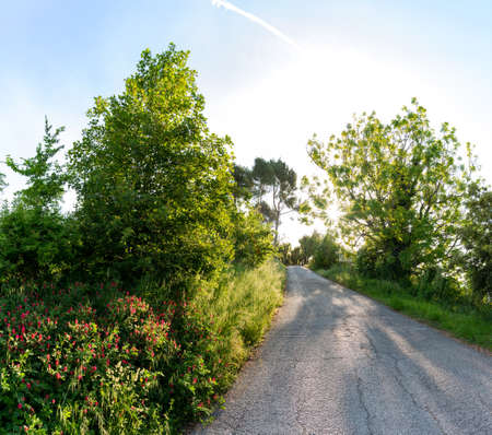The backlit road to Belvedere Fogliense, with red Sulla coronaria flowersの写真素材