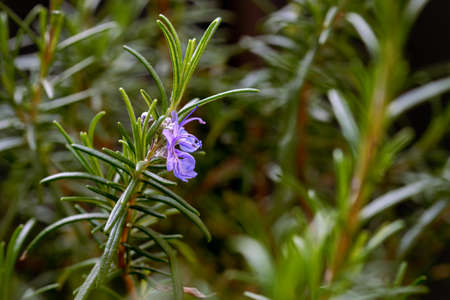 Closeup of a violet Rosemary Flower in Italy during spring. Rosemary is an excellent plant to be used a seasoning for cooking and has also good medicinal propertiesの写真素材