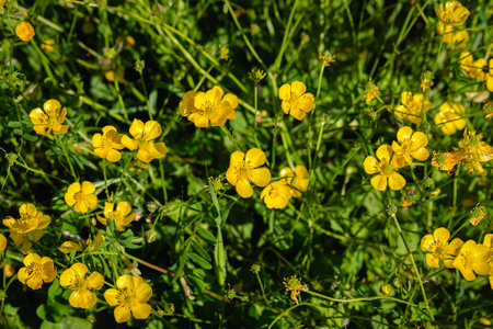 Closeup of yellow buttercups flowers in a green filed under the soft spring sunの写真素材